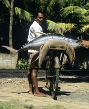 Man transporting a whole tuna fish on a bicycle