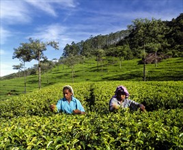 Tea pickers working on a tea plantation