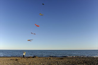 Man with many kites on the beach