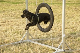 Dog jumping through a hoop during agility training