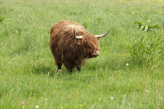 Highland cattle standing in a meadow