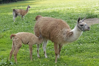 Llama (Lama glama) with a cria