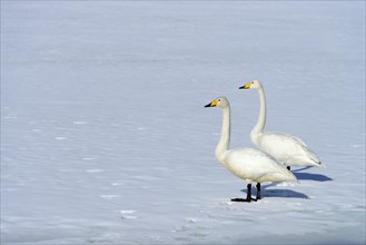 A pair of whooper swans (Cygnus cygnus) standing on a frozen lake
