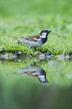 House Sparrow (Passer domesticus) with its reflection in the water