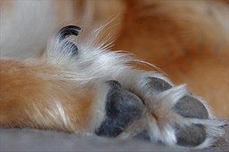 Dog's paw with a dog's thumb or dewclaw