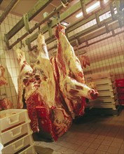 Suspended pig carcasses at a slaughterhouse