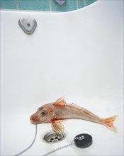 Sea Robin or Gurnard with a pulled plug into an empty bathtub
