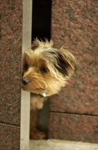 Yorkshire Terrier looking out from between marble tiles
