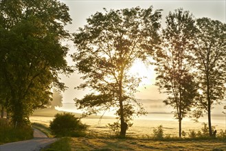 Road and trees in the morning with backlighting