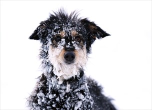 Mixed-breed dog in the snow