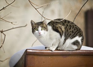 Brown tabby-white-spotted cat sitting on a ceramic trough in the snow