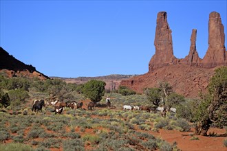 Navajo cowboy with Mustangs