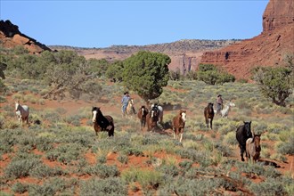 Navajo cowboys with Mustangs