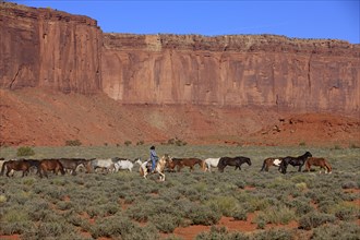 Navajo cowboy with Mustangs