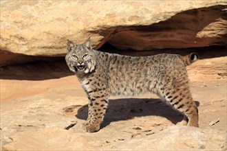 Bobcat (Lynx rufus) standing on a rock