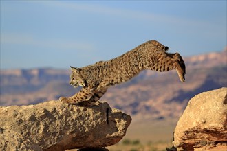 Bobcat (Lynx rufus) jumping onto a rock