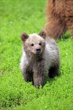 Brown Bear (Ursus arctos) cub