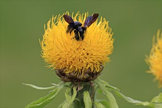 Large Violet Carpenter Bee (Xylocopa violacea) sitting on a yellow flower