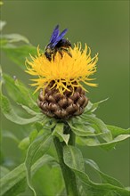Large Violet Carpenter Bee (Xylocopa violacea) sitting on a yellow flower
