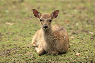 Sika Deer (Cervus nippon)