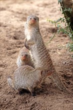 Banded Mongooses (Mungos mungo)