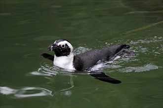 African Penguin