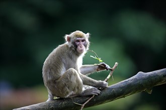 Japanese Macaque or Snow Monkey (Macaca fuscata)