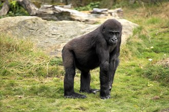 Western Lowland Gorilla (Gorilla gorilla gorilla)