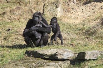 Western Lowland Gorilla (Gorilla gorilla gorilla)