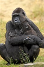 Western Lowland Gorilla (Gorilla gorilla gorilla)