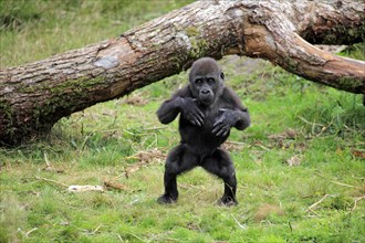 Western Lowland Gorilla (Gorilla gorilla gorilla)