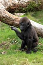 Western Lowland Gorilla (Gorilla gorilla gorilla)