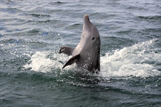 Common Bottlenose Dolphin (Tursiops truncatus) jumping backwards out of the water