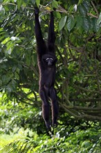 Agile Gibbon or Black-handed Gibbon (Hylobates agilis) hanging from a tree