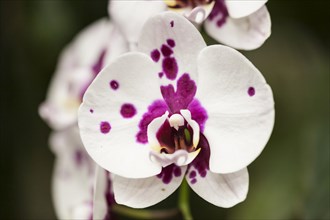 Moth Orchid (Phalaenopsis)