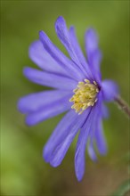 Blue Shades Windflower (Anemone blanda Blue Shades)