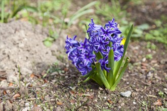 Garden Hyacinth or Dutch Hyacinth (Hyacinthus orientalis)