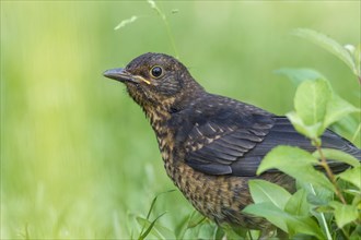 Blackbird (Turdus merula)