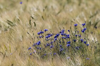 Cornflowers or Bachelor's Buttons (Centaurea cyanus)