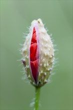 Corn Poppy (Papaver rhoeas)