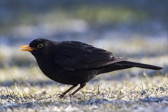 Blackbird (Turdus merula)