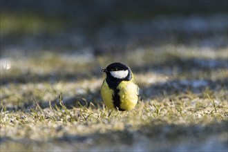 Great Tit (Parus major)