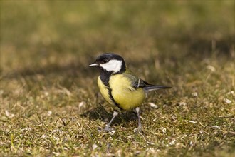 Great Tit (Parus major)