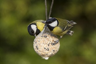 Great Tits (Parus major) perched on a fat ball