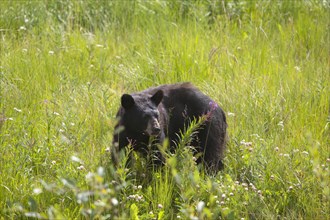 Black bear (Ursus americanus)