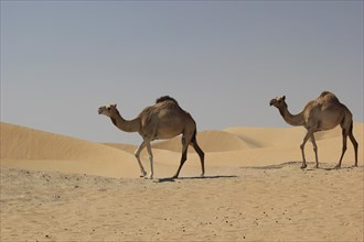 Arabian Camels or Dromedaries (Camelus dromedarius) in the desert on the road to Liwa Oasis