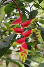 Pendent Heliconia in a greenhouse