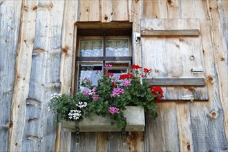 Window with shutters and geraniums on a mountain hut