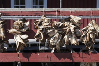 Cod heads hanging on lines to dry