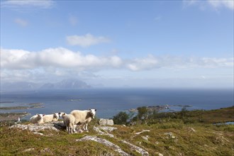 Four sheep on Vagekallen Mountain